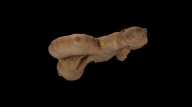 Siyah arka planda dönen taze zencefil kökünün gerçekçi bir canlandırması. Video pürüzsüz bir şekilde döngüye giriyor ve nesne gerçek bir zencefil rhizomu tarafından 3D taranıyor..