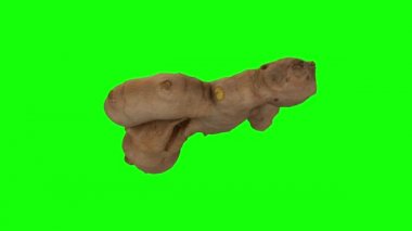 Yeşil arka planda dönen taze zencefil kökünün gerçekçi canlandırması. Video pürüzsüz bir şekilde döngüye giriyor ve nesne gerçek bir zencefil rhizomu tarafından 3D taranıyor..