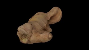 Siyah arka planda dönen taze zencefil kökünün gerçekçi bir canlandırması. Video pürüzsüz bir şekilde döngüye giriyor ve nesne gerçek bir zencefil rhizomu tarafından 3D taranıyor..