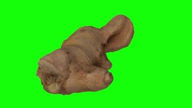 Yeşil arka planda dönen taze zencefil kökünün gerçekçi canlandırması. Video pürüzsüz bir şekilde döngüye giriyor ve nesne gerçek bir zencefil rhizomu tarafından 3D taranıyor..