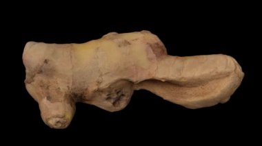 Siyah arka planda dönen taze zencefil kökünün gerçekçi bir canlandırması. Video pürüzsüz bir şekilde döngüye giriyor ve nesne gerçek bir zencefil rhizomu tarafından 3D taranıyor..