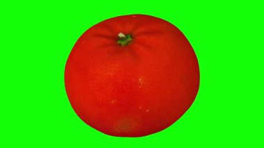 Yeşil zemin üzerinde dönen bir mandalina portakalının (Clementine çeşidi) gerçekçi canlandırması. Video kusursuz bir şekilde döngüye giriyor ve nesne gerçek bir meyveden 3D taranıyor..