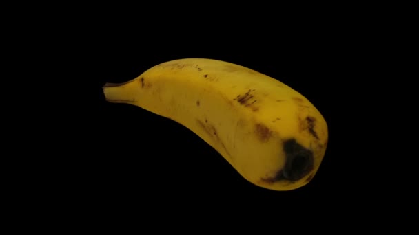 Reproduction Réaliste Une Banane Tournante Variété Cavendish Sur Fond Noir — Video