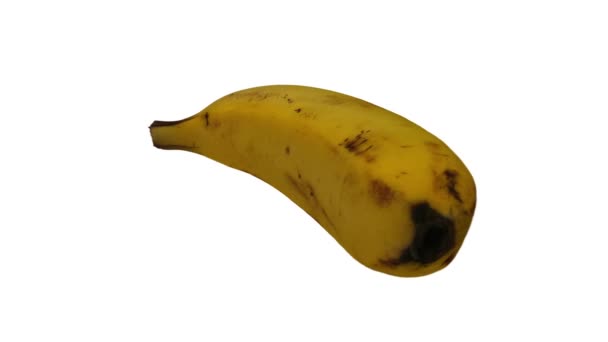 Realistic Render Rotating Banana Cavendish Variety White Background Video Seamlessly — Stock Video