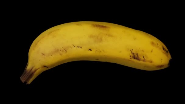 Reproduction Réaliste Une Banane Tournante Variété Cavendish Sur Fond Noir — Video