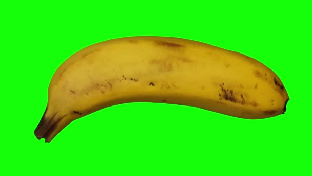 緑の背景に回転バナナ Cavendish Variety の現実的なレンダリング オブジェクトは本物のバナナから3Dスキャンされます — ストック動画