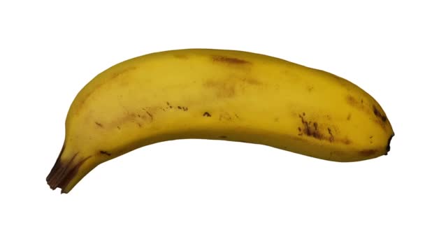 白い背景に回転バナナ Cavendish Variety の現実的なレンダリング オブジェクトは本物のバナナから3Dスキャンされます — ストック動画