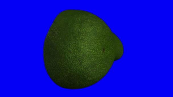 现实地渲染一个蓝色背景的旋转绿色佛罗里达鳄梨 切成两半 视频是无缝循环的 对象是三维扫描从一个真正的鳄梨 — 图库视频影像