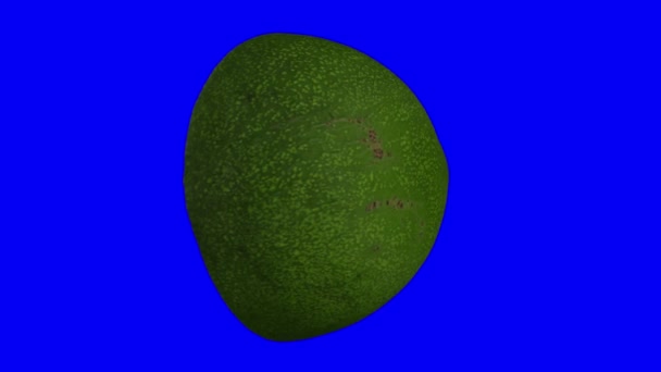 Realistische Darstellung Einer Rotierenden Grünen Florida Avocado Halbiert Auf Blauem — Stockvideo