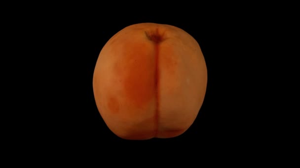 Realistische Darstellung Einer Rotierenden Aprikose Auf Schwarzem Hintergrund Das Video — Stockvideo