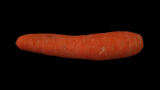 Rendering Realistico Una Carota Rotante Sfondo Nero Video Perfettamente Loop — Video Stock