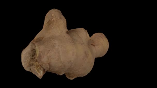 Realistic Render Rotating Fresh Ginger Root Black Background Video Seamlessly — Stock Video