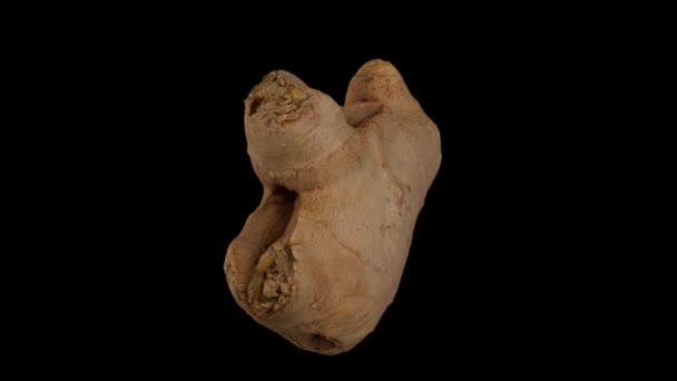 Realistic Render Rotating Fresh Ginger Root Black Background Video Seamlessly — ストック動画