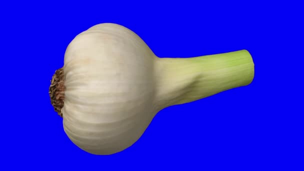 Realistic Render Rotating Fresh Garlic Blue Background Video Seamlessly Looping — ストック動画