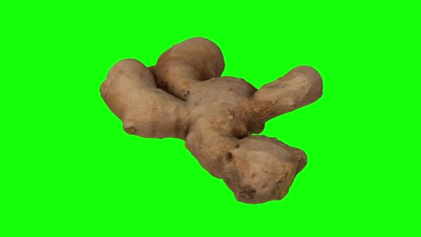 Realistic Render Rotating Fresh Ginger Root Green Background Video Seamlessly — ストック動画