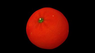 Siyah zemin üzerinde dönen bir mandalina portakalının (Clementine çeşidi) gerçekçi canlandırması. Video kusursuz bir şekilde döngüye giriyor ve nesne gerçek bir meyveden 3D taranıyor..
