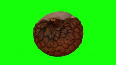 Yeşil arka planda kısmen soyulmuş, dönüşümlü, gerçekçi bir liçi çizimi. Video kusursuz bir şekilde döngüye giriyor ve nesne gerçek bir meyveden 3D taranıyor..