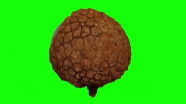 Yeşil arka planda kısmen soyulmuş, dönüşümlü, gerçekçi bir liçi çizimi. Video kusursuz bir şekilde döngüye giriyor ve nesne gerçek bir meyveden 3D taranıyor..