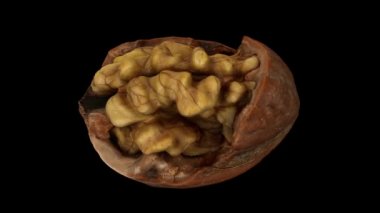 Siyah zemin üzerinde dönen çatlak bir cevizin (içindeki çekirdeği gösteren) gerçekçi canlandırması. Video kusursuz bir şekilde döngüye giriyor ve nesne gerçek bir cevizden 3D taranıyor..