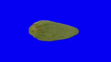 Mavi arka planda dönen Ermeni beyaz salatalığının gerçekçi bir tasviri. Video kusursuz bir şekilde döngüye giriyor ve nesne gerçek bir salatalıktan 3D taranıyor..