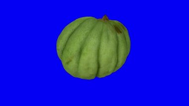 Mavi arka planda yarı olgunlaşmamış bir kavunun (turşu için) gerçekçi bir canlandırması. Video kusursuz bir şekilde döngüye giriyor ve nesne gerçek bir meyveden 3D taranıyor..