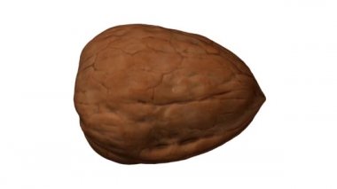 Beyaz arka planda dönen bir cevizin gerçekçi canlandırması. Video kusursuz bir şekilde döngüye giriyor ve nesne gerçek bir cevizden 3D taranıyor..