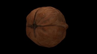 Siyah arka planda dönen bir cevizin gerçekçi canlandırması. Video kusursuz bir şekilde döngüye giriyor ve nesne gerçek bir cevizden 3D taranıyor..
