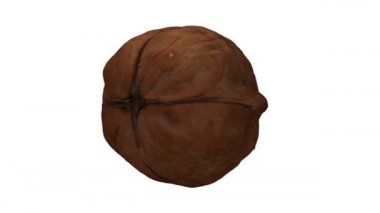 Beyaz arka planda dönen bir cevizin gerçekçi canlandırması. Video kusursuz bir şekilde döngüye giriyor ve nesne gerçek bir cevizden 3D taranıyor..