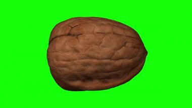 Yeşil arka planda dönen bir cevizin gerçekçi canlandırması. Video kusursuz bir şekilde döngüye giriyor ve nesne gerçek bir cevizden 3D taranıyor..