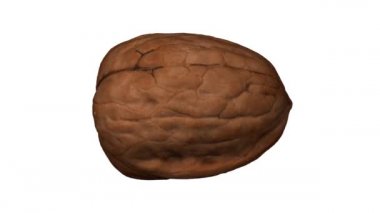 Beyaz arka planda dönen bir cevizin gerçekçi canlandırması. Video kusursuz bir şekilde döngüye giriyor ve nesne gerçek bir cevizden 3D taranıyor..