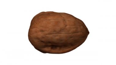 Beyaz arka planda dönen bir cevizin gerçekçi canlandırması. Video kusursuz bir şekilde döngüye giriyor ve nesne gerçek bir cevizden 3D taranıyor..