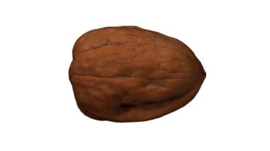 Beyaz arka planda dönen bir cevizin gerçekçi canlandırması. Video kusursuz bir şekilde döngüye giriyor ve nesne gerçek bir cevizden 3D taranıyor..