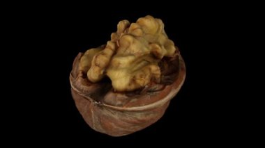 Siyah zemin üzerinde dönen çatlak bir cevizin (içindeki çekirdeği gösteren) gerçekçi canlandırması. Video kusursuz bir şekilde döngüye giriyor ve nesne gerçek bir cevizden 3D taranıyor..