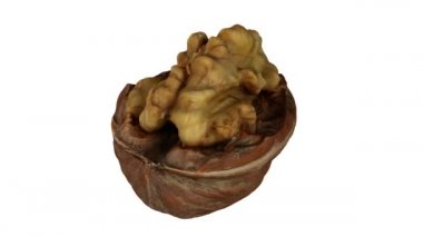 Beyaz fon üzerinde dönen çatlak bir cevizin (içindeki çekirdeği gösteren) gerçekçi canlandırması. Video kusursuz bir şekilde döngüye giriyor ve nesne gerçek bir cevizden 3D taranıyor..
