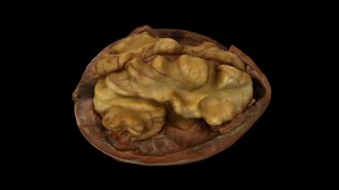 Siyah zemin üzerinde dönen çatlak bir cevizin (içindeki çekirdeği gösteren) gerçekçi canlandırması. Video kusursuz bir şekilde döngüye giriyor ve nesne gerçek bir cevizden 3D taranıyor..