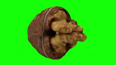 Yeşil zemin üzerinde dönen çatlak bir cevizin (içindeki çekirdeği gösteren) gerçekçi canlandırması. Video kusursuz bir şekilde döngüye giriyor ve nesne gerçek bir cevizden 3D taranıyor..