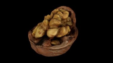 Siyah zemin üzerinde dönen çatlak bir cevizin (içindeki çekirdeği gösteren) gerçekçi canlandırması. Video kusursuz bir şekilde döngüye giriyor ve nesne gerçek bir cevizden 3D taranıyor..