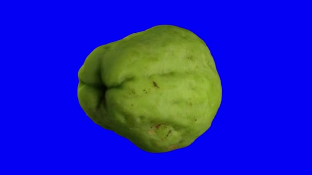 Realistic Render Rotating Chayote Mirliton Squash Blue Background Video Seamlessly — 비디오