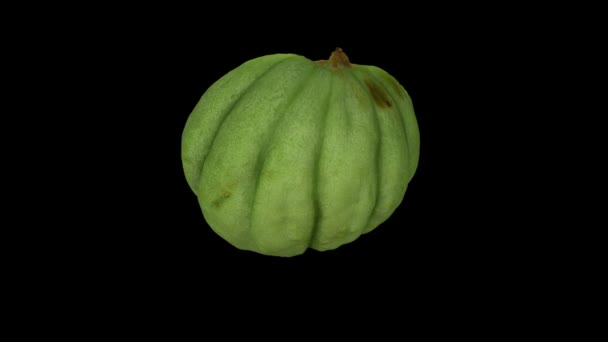 Reproduction réaliste d'un melon demi-mûr rotatif (pour le décapage) sur fond noir. La vidéo est parfaitement en boucle, et l'objet est scanné en 3D à partir d'un vrai fruit .