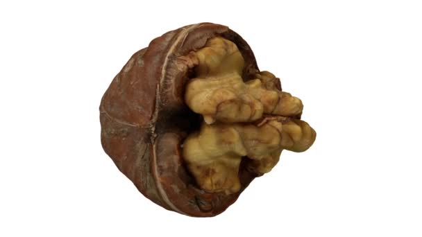 Realistické Vykreslení Rotujícího Popraskaného Ořechu Zobrazujícího Jádro Uvnitř Bílém Podkladu — Stock video