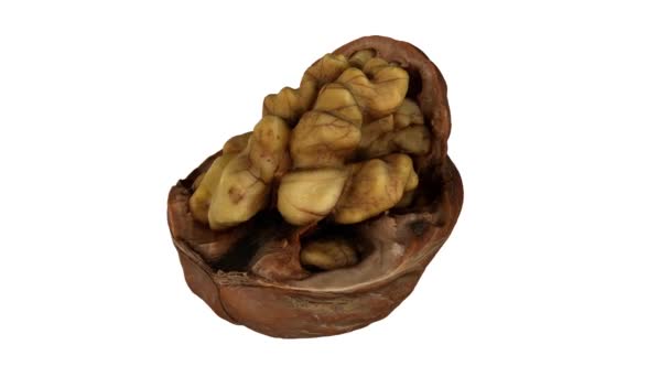 Realistic Render Rotating Cracked Walnut Showing Kernel Whitebackground Video Seamlessly — Stock Video