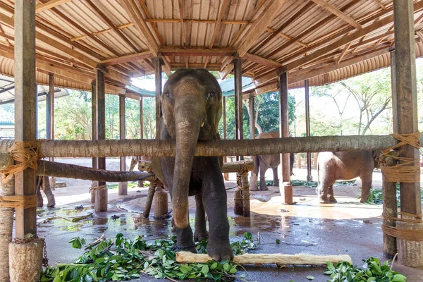 Elefante Maturo Uno Spazio Chiuso Legato Catene Concetto Maltrattamento Tortura — Foto Stock