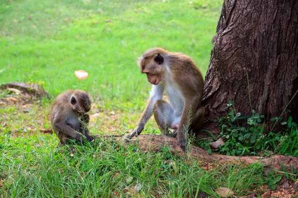 Rhesusmakaken Sind Vertraute Braune Primaten Mit Roten Gesichtern Und Aufzuchten — Stockfoto