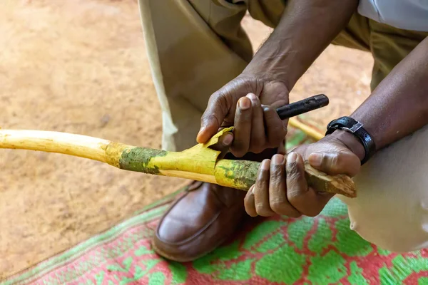 Çiftçi, Sri Lanka 'daki Baharat Turu sırasında tatmak için tarçın ağacı kesiyor.