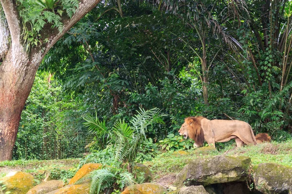 Singapur - CIRCA 2018: Büyük erkek aslan, Singapur hayvanat bahçesinde, hayvan bakımı, seyahat ve yaban hayatı gözlem kavramı etrafında gergin bir şekilde yürüyor.
