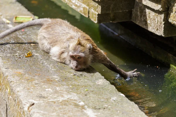 Affe Versucht Sich Abzukühlen Und Wasser Aus Einem Brunnen Trinken — Stockfoto