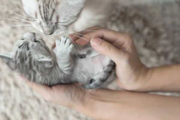 Дневный Котенок Счастливо Спит Руках Азиатки Мать Кошка Которой Нужно — стоковое фото