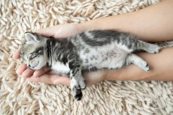 Gatito Días Durmió Feliz Mano Una Mujer Concepto Vivo Mascotas —  Fotos de Stock