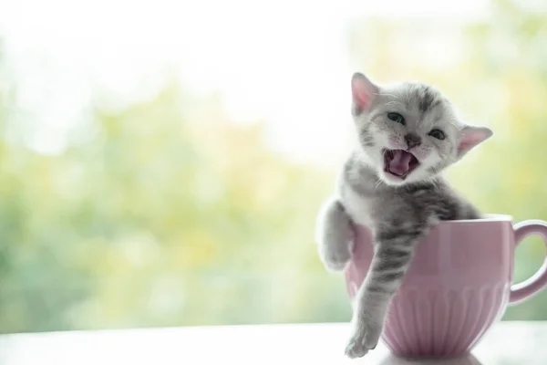 Дневный Котёнок Розовой Чашке Кофе Концепт Обои Заставки Фон — стоковое фото