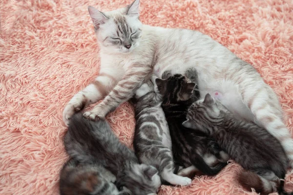 Kedi Ailesi Yatakta Mutlu Uyudu — Stok fotoğraf